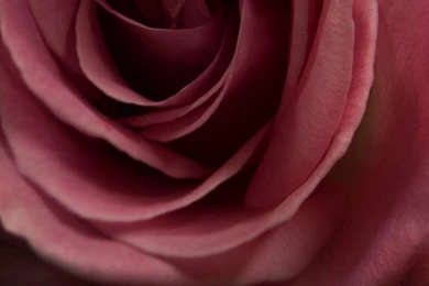 Flowers Dark Red Color Roses HD Wallpapers Wallpapers   (