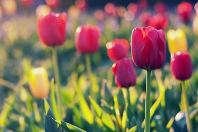 Summer Garden Tulip, Blurred Backgrounds Wallpapers