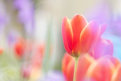 Tulip HD Wallpapers Collections – HD And 4K Wallpapers Collections