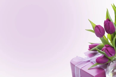 High Resolution Beautiful Nature Flower Tulip Screensavers 17 Full ...