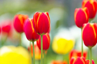 Red Tulip Backgrounds – HD Slide Backgrounds