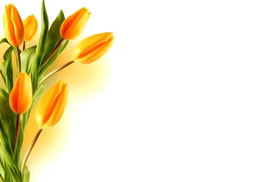 Yellow Tulip Backgrounds – PowerPoint Backgrounds & Templates