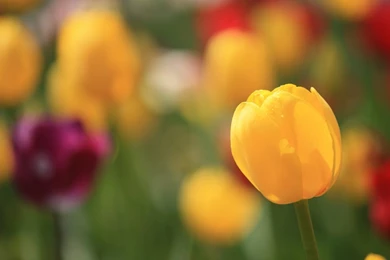 Tulip Bud Yellow Hd Wallpapers Cool Desktop Background Images ...