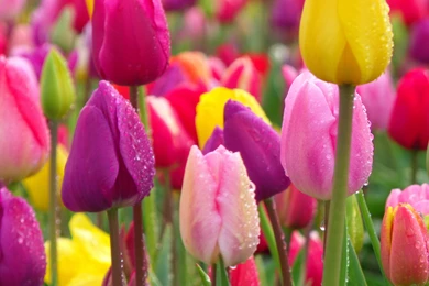 Hd Tulip Backgrounds 1413   HDWPro