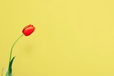 Red Tulip On Yellow Backgrounds By Prof_Fate DPChallenge