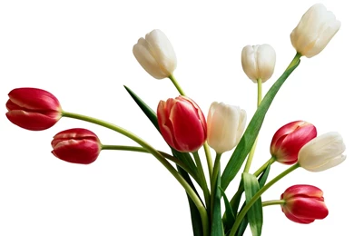 Where Is Wallpaper: Tulip Backgrounds