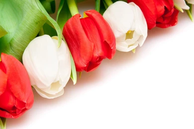 Tulip Flowers HD Wallpapers Free Download