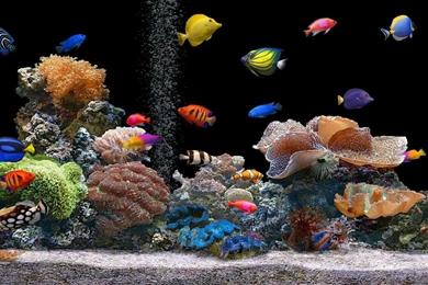 Under Water Live Wallpapers   Android Apps On Google Play