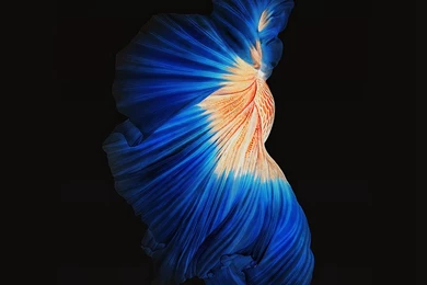 Live Wallpapers For iPhone 6   Wallpapers Zone