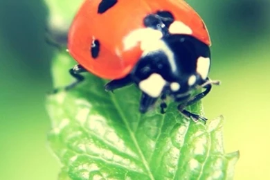 Animal Galaxy S4 Wallpapers Hd