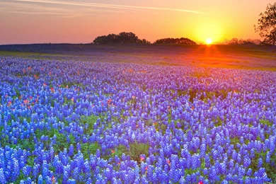 Texas Bluebonnets, Texas Hill Country, Texas Computer Wallpapers ...
