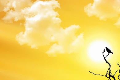 Yellow Wallpapers Clipart   Best Cliparts For You