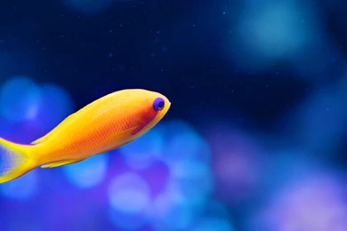 35 Absolutely Gorgeous Wallpapers For Dual Monitors