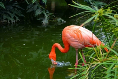 Flamingos Feed On Brine Shrimp And Blue Green Algae Desktop ...