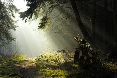 Forest Wallpapers Hd 19201200 For Desktop