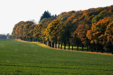 HD Spring Forest Wallpapers And Photos