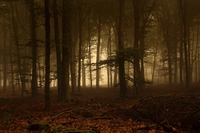 High Resolution Forest Dark HD Wallpapers Full Size   SiWallpaperHD ...