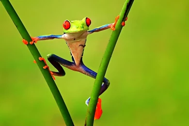 Animals Frogs Green Contrast Colors Nature   Wallpapers