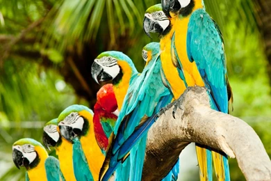 Wallpapers Colourful Parrots Animal Bird Birds Color Colorful ...