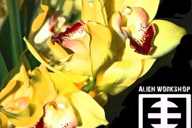 Alienworkshop   DeviantArt