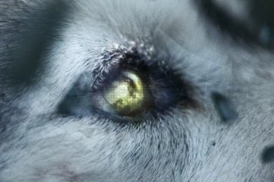 She Wolf Pictures   HD Wallpapers Pretty