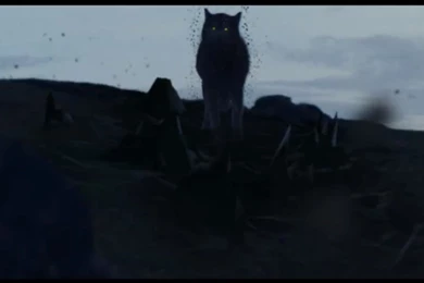 Shewolffallingtopieces   DeviantArt