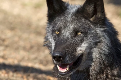 Desktop backgrounds / Downloads   Wolf Science Center