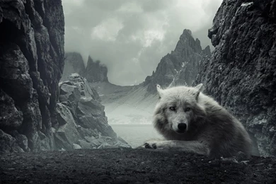 White Wolf HD Wallpapers Fond D'écran HD Wallpapers HQ