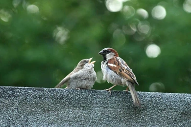 Live Wallpapers Free Download For PC   Wallpapers Zone