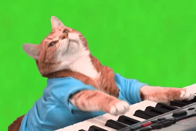 Make Your Own Keyboard Cat Green Screen YouTube
