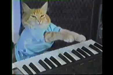 The "Keyboard Cat" Plays Off Another Cat Failing A Gate Jump ...
