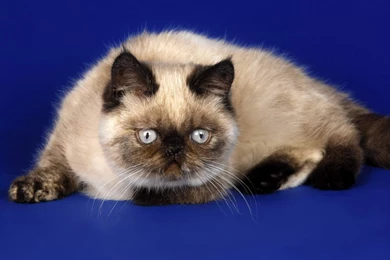 Keyboard Cat Wallpapers