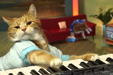 Keyboard Cat Plays During The Football Game!   YouTube