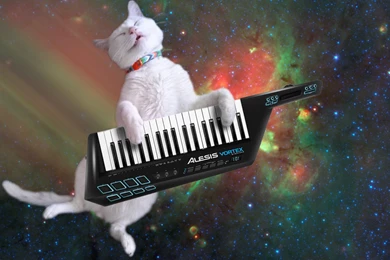 Cats On Keyboard Instruments In Space Album On Imgur