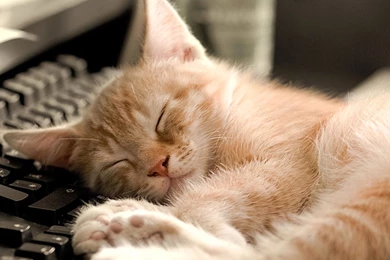 Cat, Keyboard, Hd Cat Wallpapers, Kittens, Puffy Cats, Widescreen ...