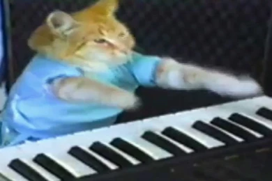 Pins For: Keyboard Cat From Pinterest