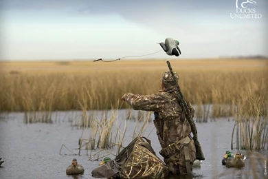 Duck Hunting Backgrounds cYxO 27222 Hd Pictures