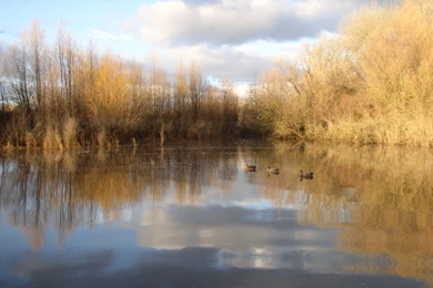 Northern California Duck Hunting Guide Service