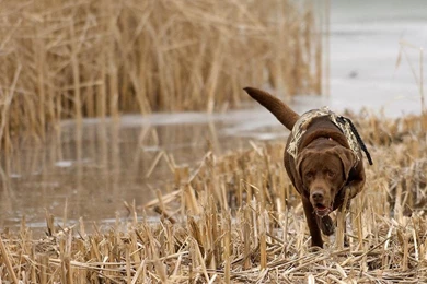 Lets See Your Hunting Desktop Backgrounds   Georgia Outdoor News Forum