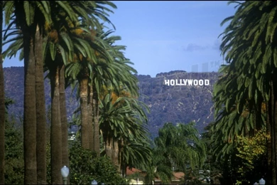 PALM TREES HOLLYWOOD SIGN WINDSOR BOULEVARD H... Wallpapers Mural ...