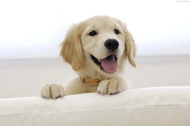 Images Of The Cutest Puppy Ever Wallpapers 3d Hd Pictures.