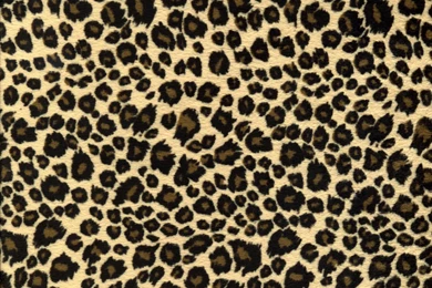Leopard Desktop Backgrounds   Pixbim.com