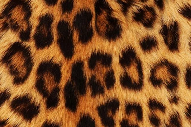 Animals, Background, Leopard, Wallpaper, Sfondo   Image