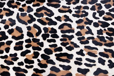 Download Texture: Leopard Fur Texture Backgrounds Image