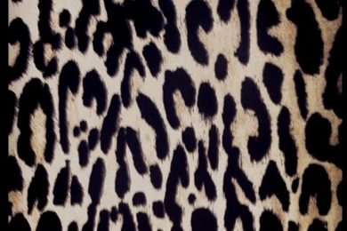 Leopard Backgrounds