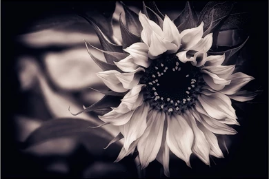 Amazing Black And White 4K Sunflower Wallpapers