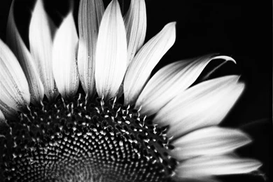 17 Beautiful Pictures Of Sunflowers