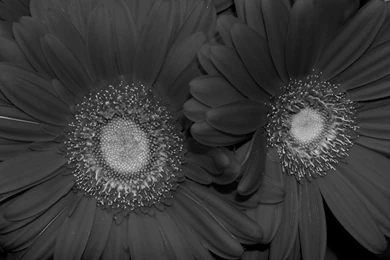 Flowers Black And White Red Sunflower Wallpaper. Black And White ...