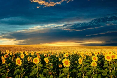 Sunflower Wallpapers Full HD   Uncalke.com