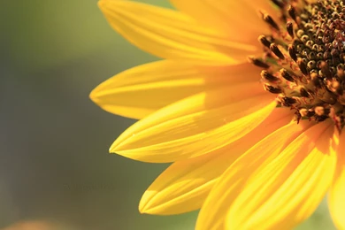 Sunflower Wallpapers HD Resolution   Uncalke.com